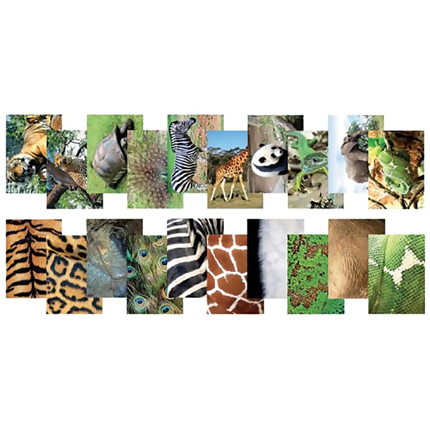 Immagini per Raccontare Animali del Mondo - Linguaggio