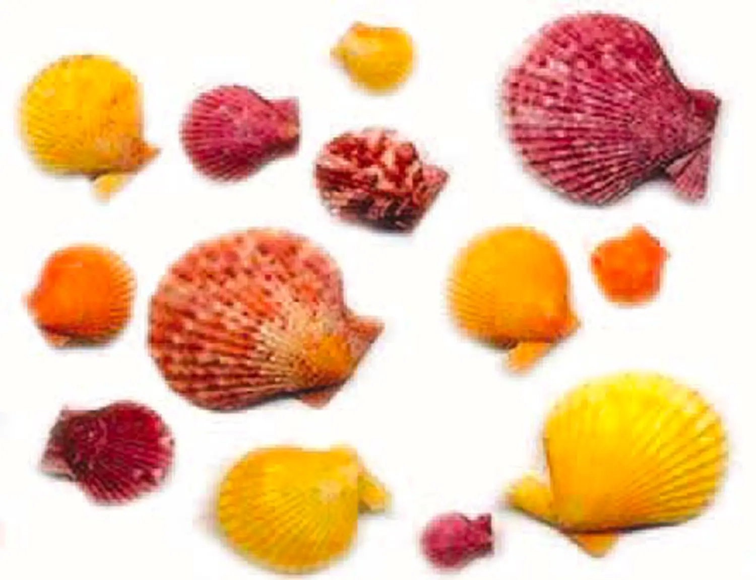 Decorazioni per Cera Gel: Inclusioni Conchiglie - Cera e sapone
