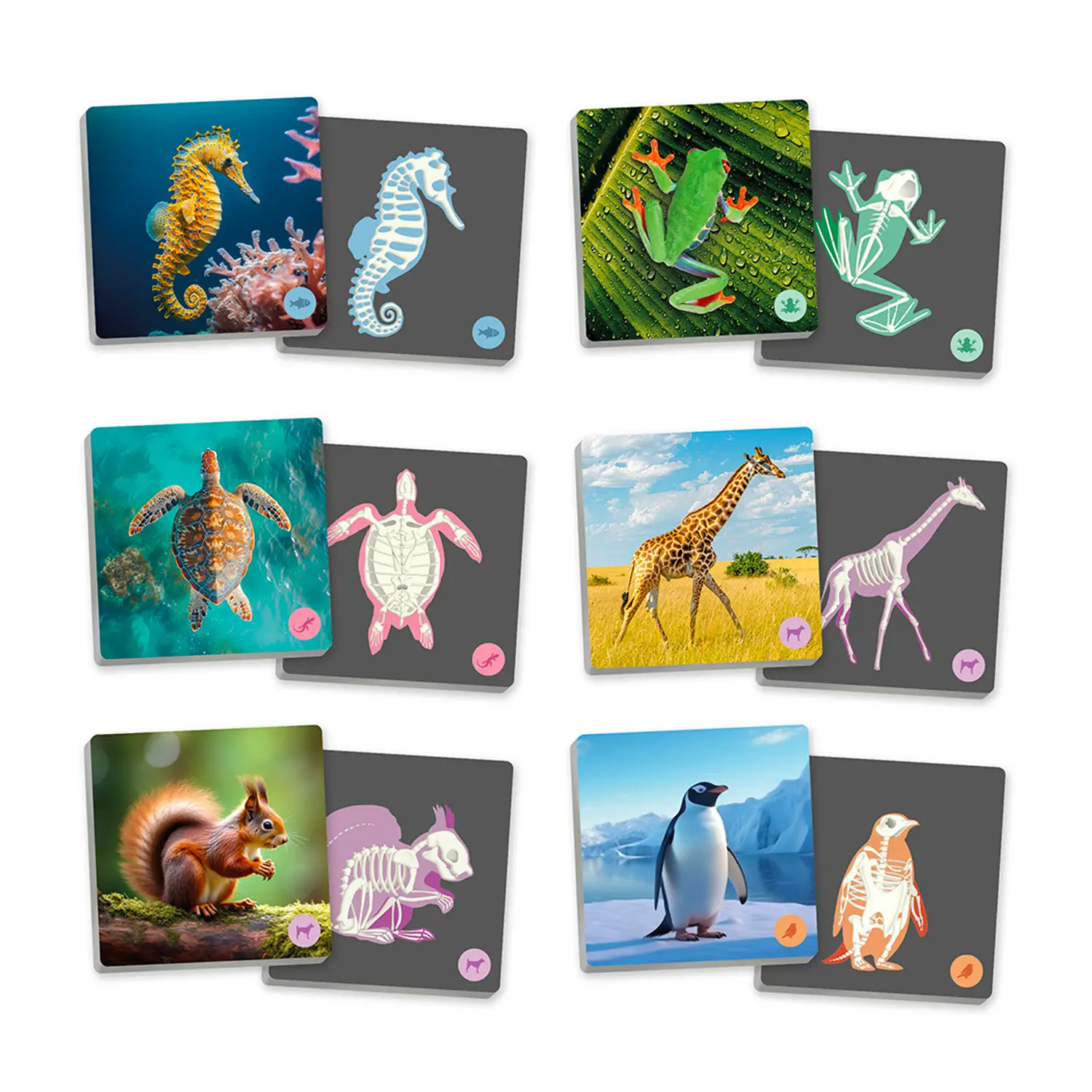 Maxi Memory Animali Vertebrati e Loro Scheletro, Gioco Educativo per Bambini - Associazioni e tombole