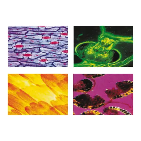Konus Vetrini Preparati: Biologia 1 - Microscopi