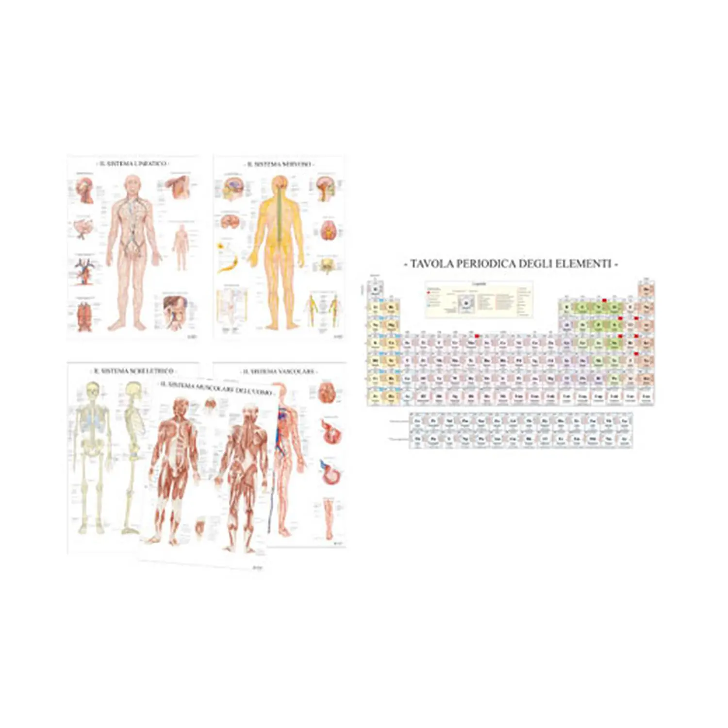 Collezione Poster Scientifici – Anatomia Umana e Tavola Periodica degli Elementi - II corpo umano