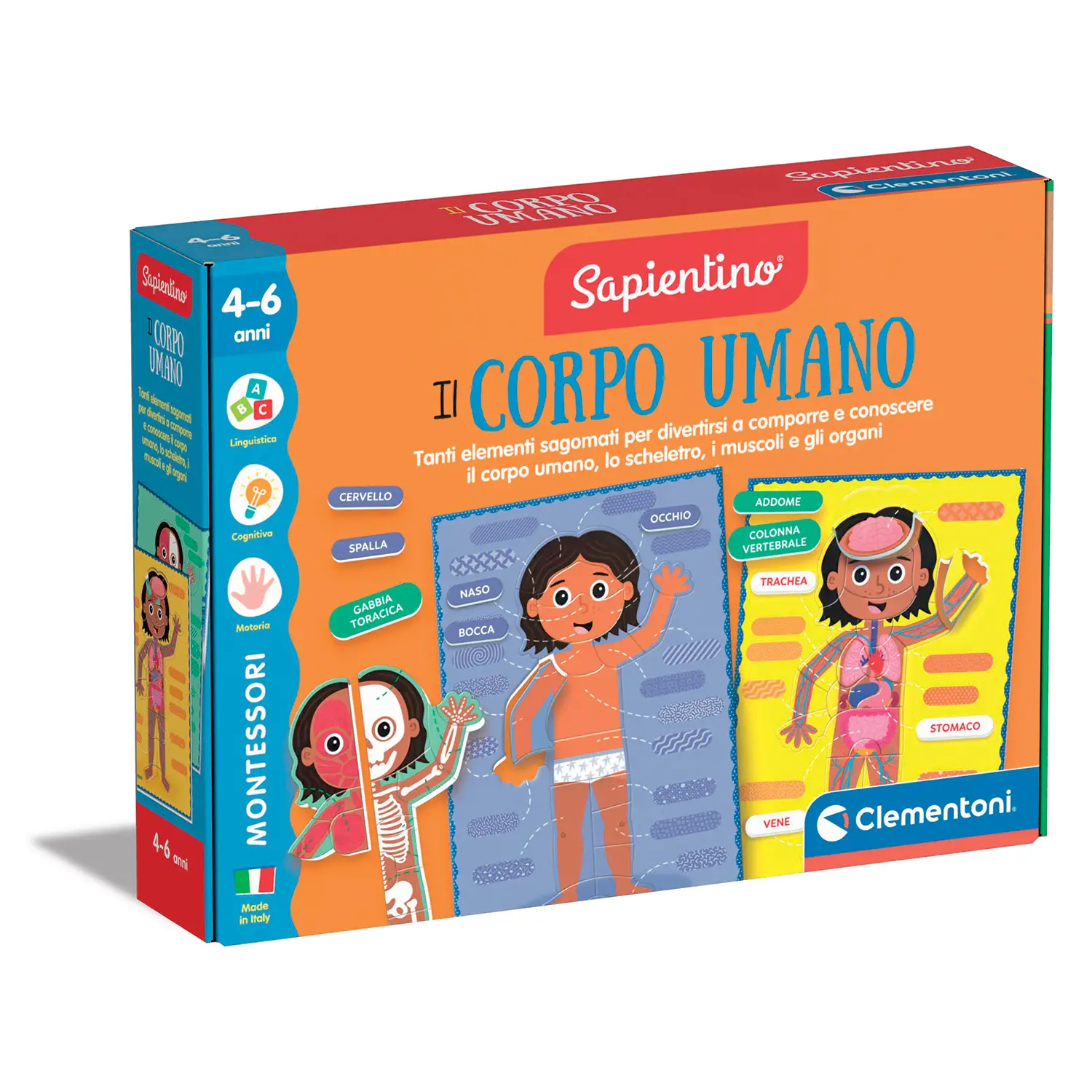 Sapientino Montessori - Il Corpo Umano - sapientino